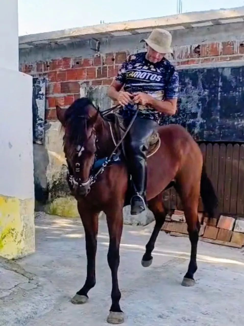 Vendo, Cavalo correndo de esquerda  - Foto 3