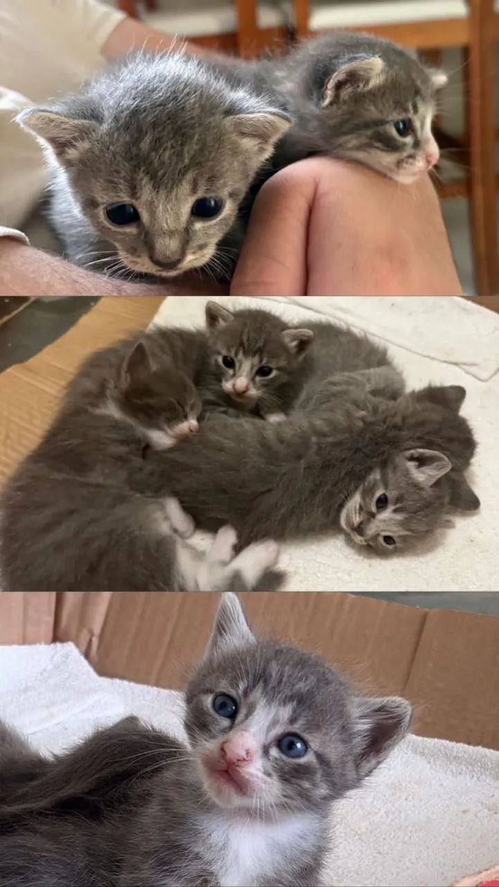 ADOTE UM GATINHO  - Foto 2