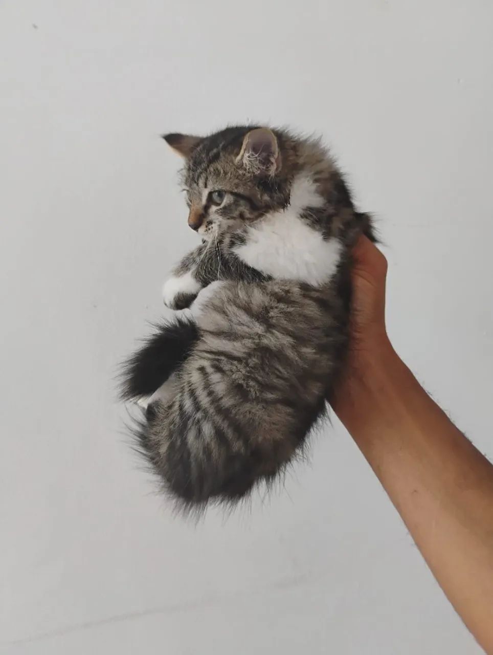 Gatinho raciado com angorá macho 2 meses lindo - Foto 2