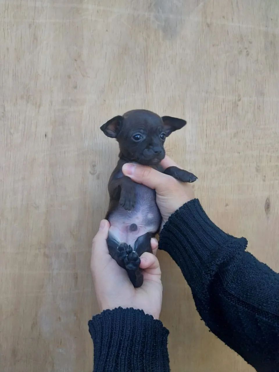 Pinscher  - Foto 3