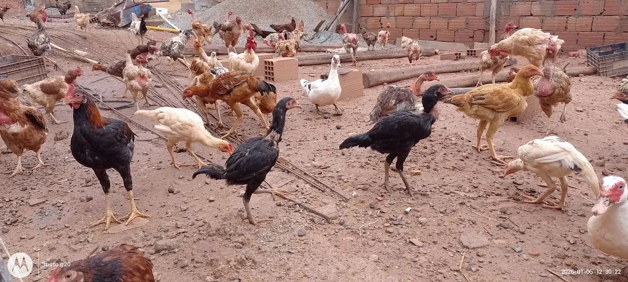 Frango e fraga  - Foto 4