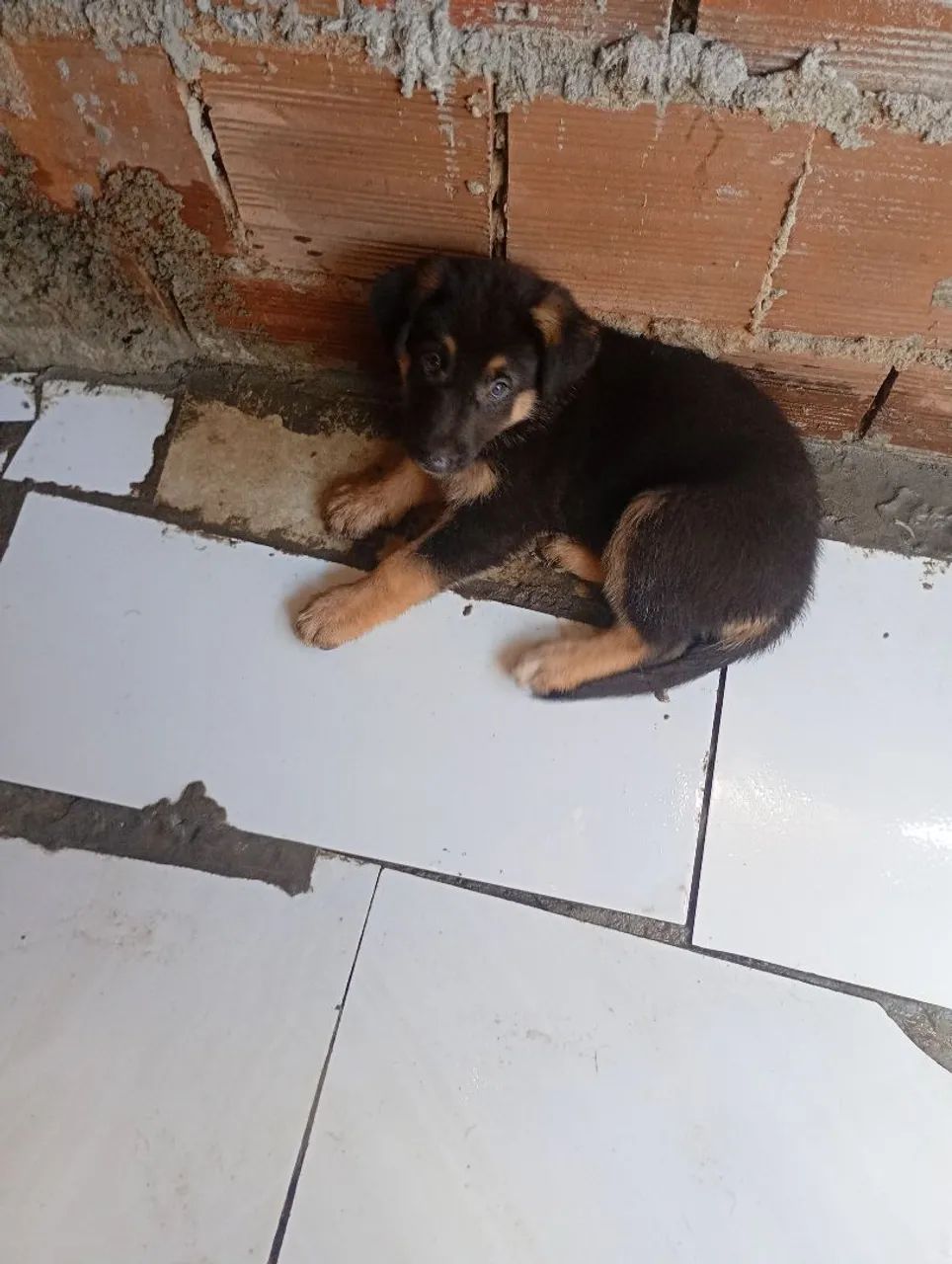 Cachorros pastor alemão - Foto 2