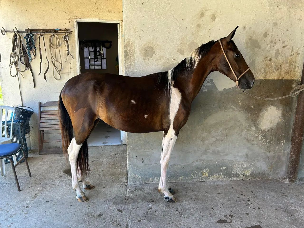 Potro Mangalarga Marchador Registrado Abccmm  - Foto 3