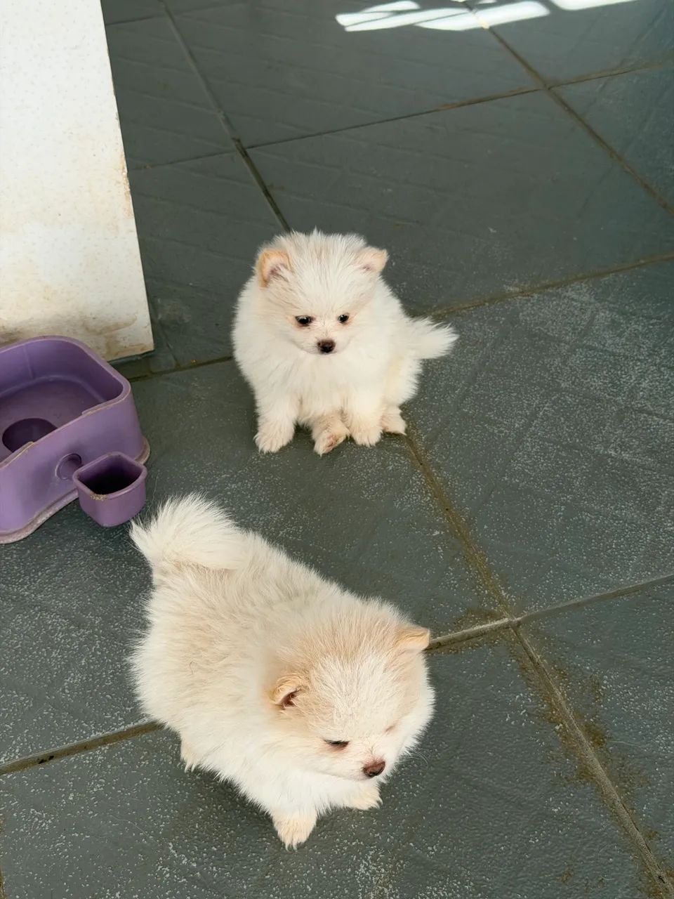 Spitz alemão com pedigree  - Foto 3