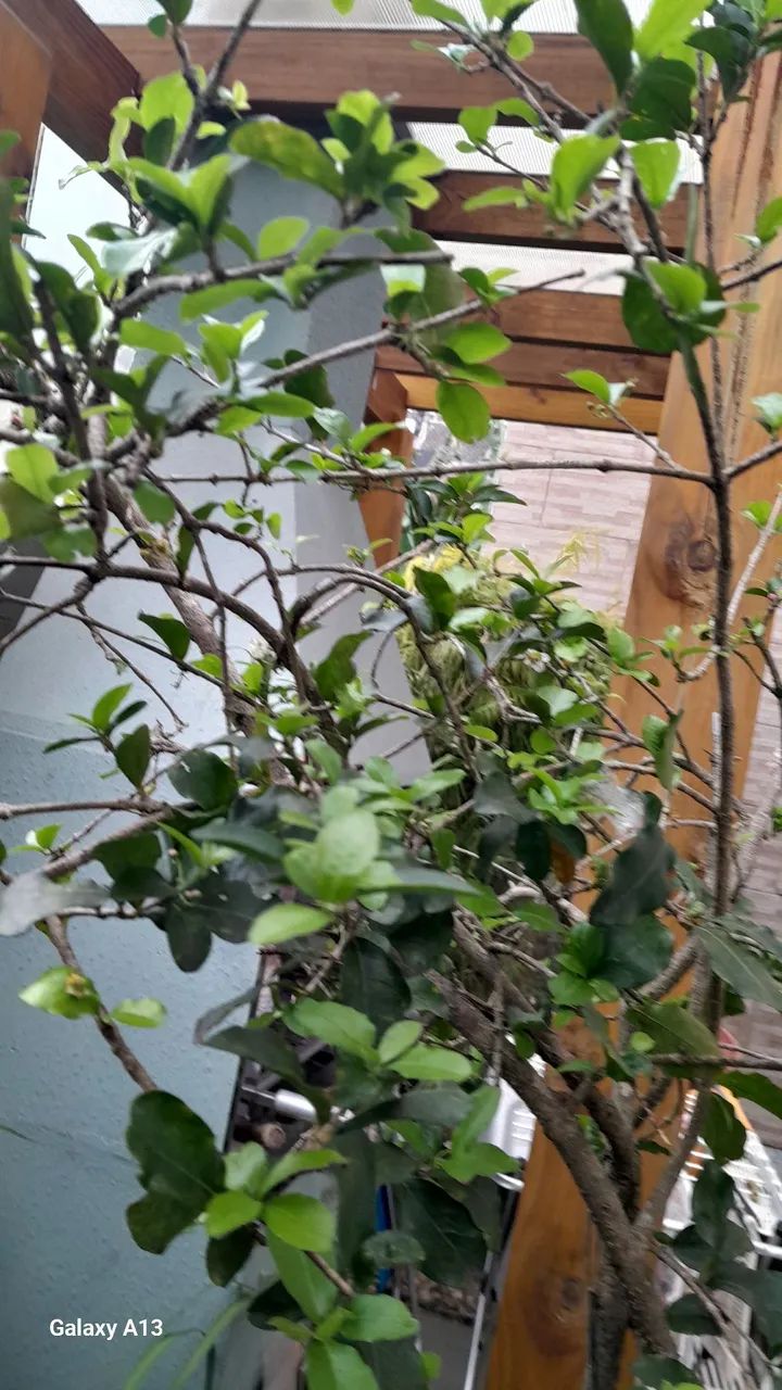 Planta acerola - Foto 4