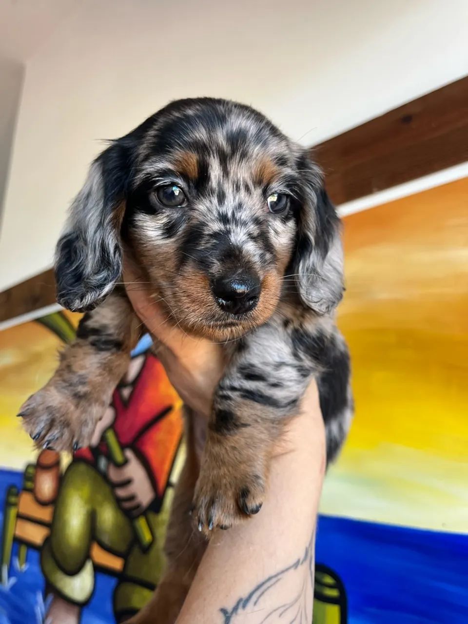 Dachshund pelo longo - Foto 3