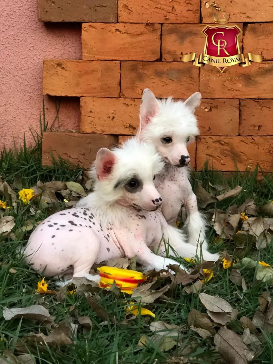 Cão de Crista Chinês filhotes - Foto 3