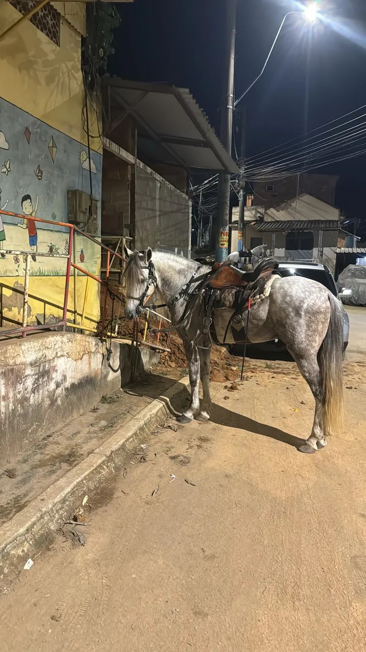 Cavalo ? 8 anos + - marcha picada  - Foto 3