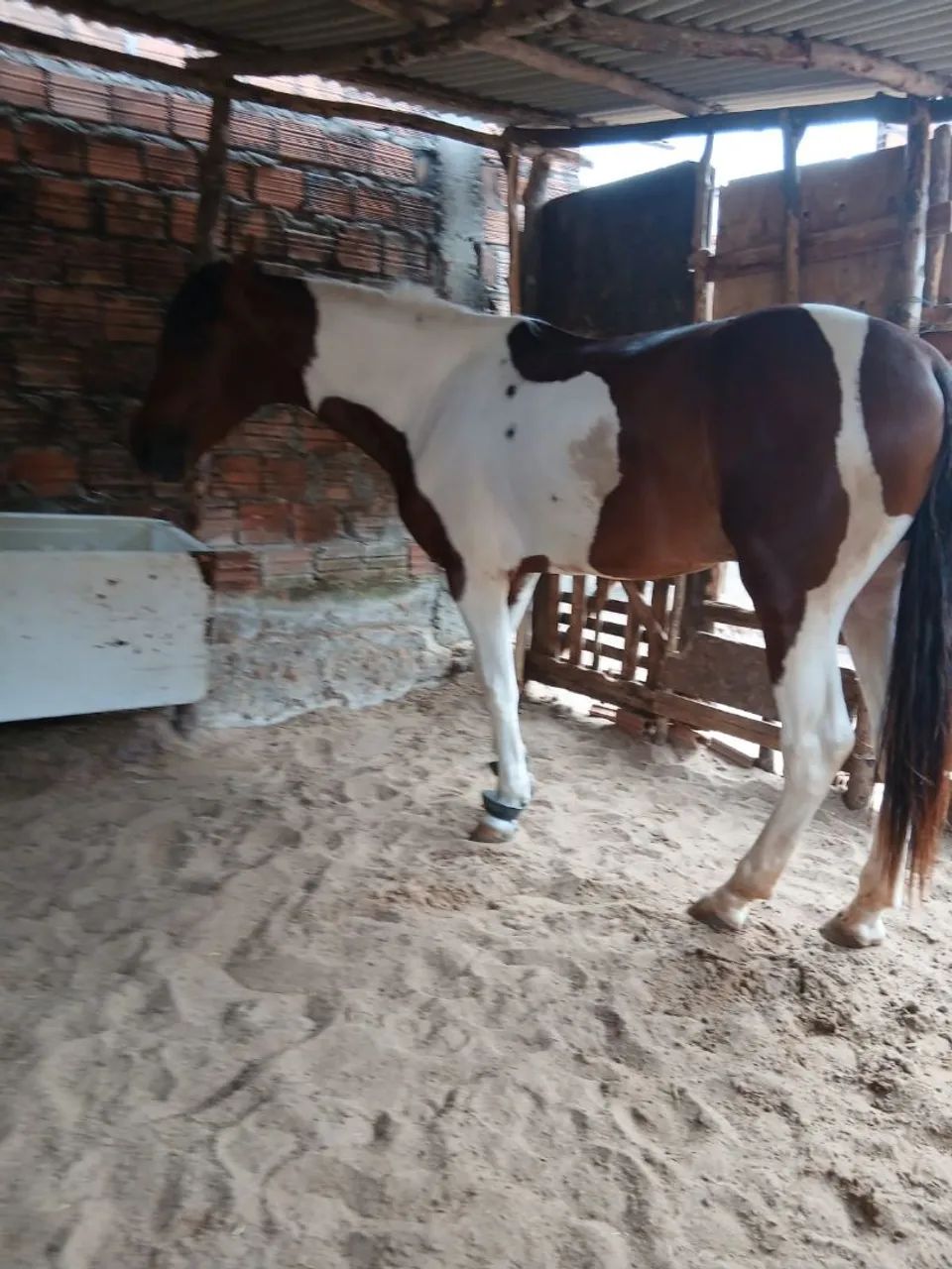 cavalo  - Foto 2