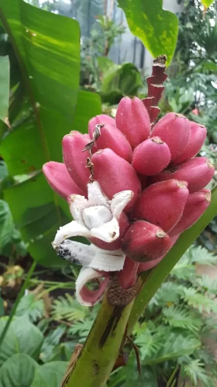 BANANA ROSA Asiática  - Foto 2