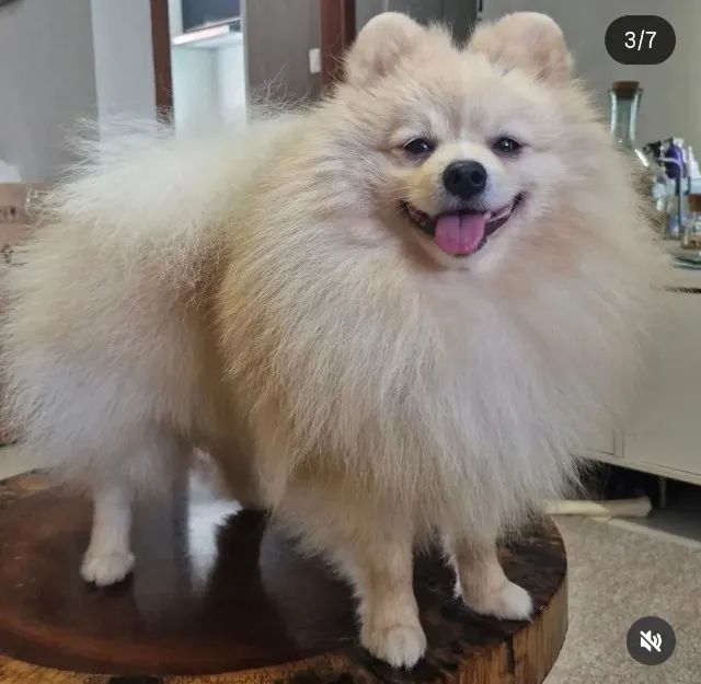 Spitz Alemão  - Foto 2