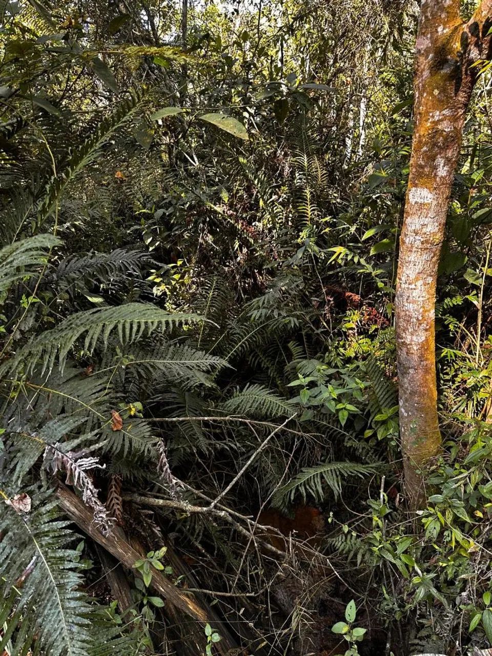 Vendo terreno em Treze de Maio - Foto 4