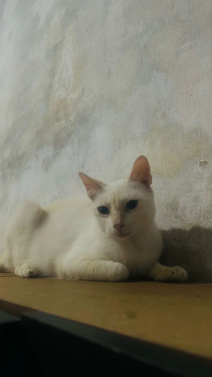 Doar gata - Foto 2