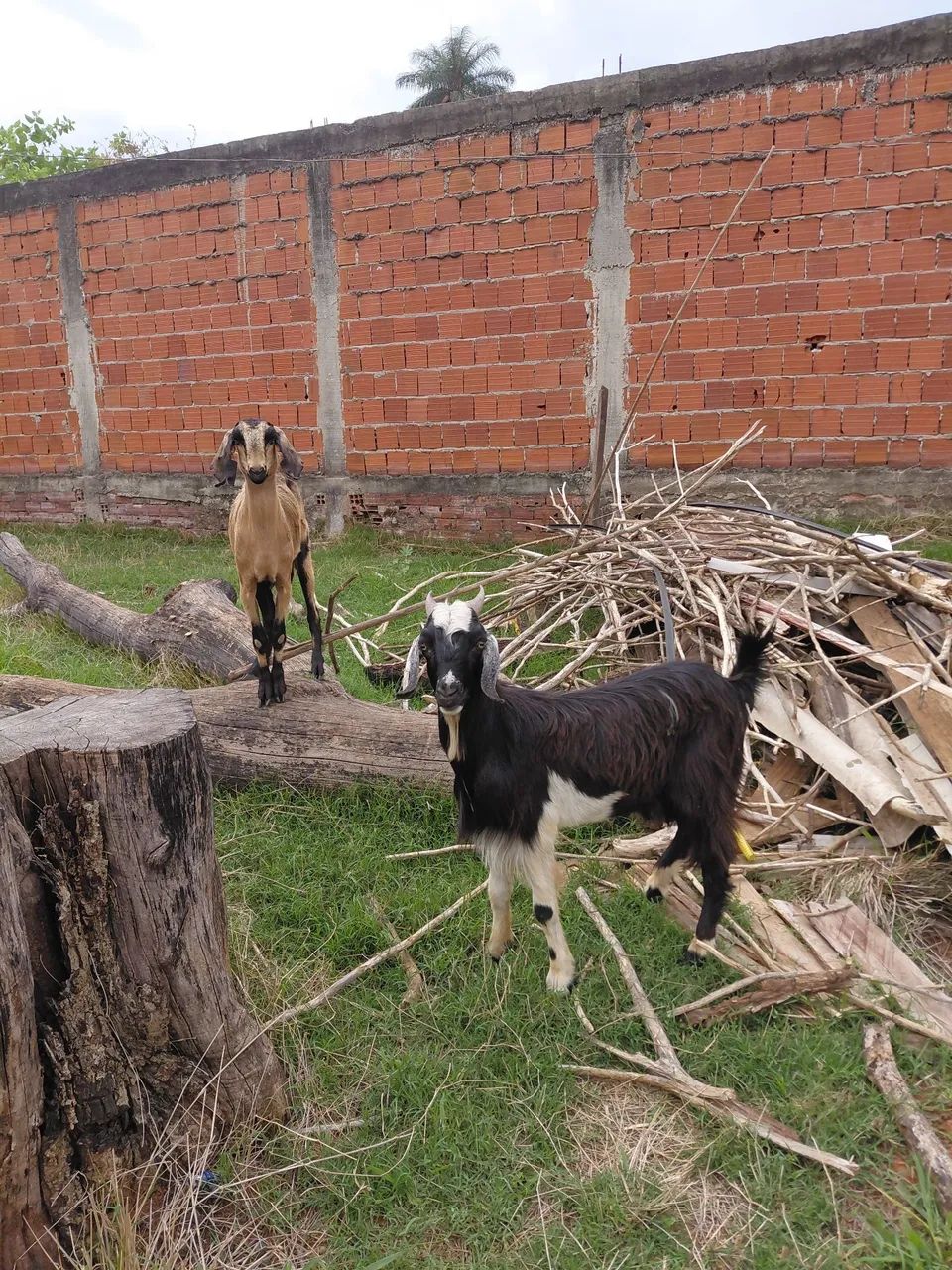 Cabra e boder Z *  - Foto 2