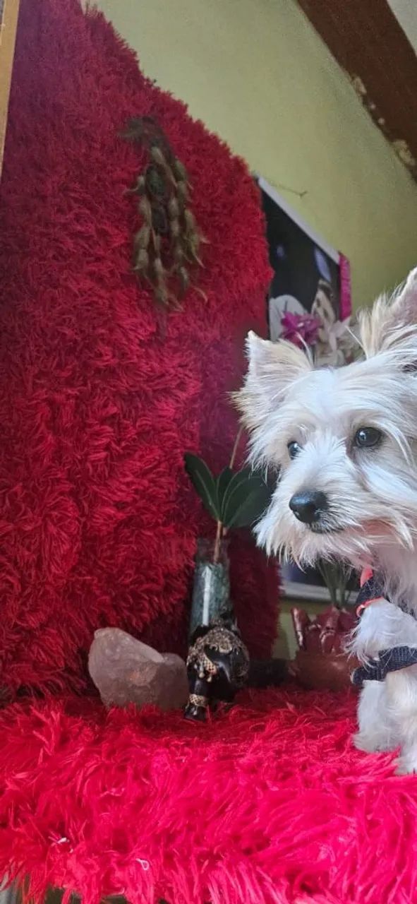 Yorkshire biwer albino com 5 meses com todas as vacinas  - Foto 5