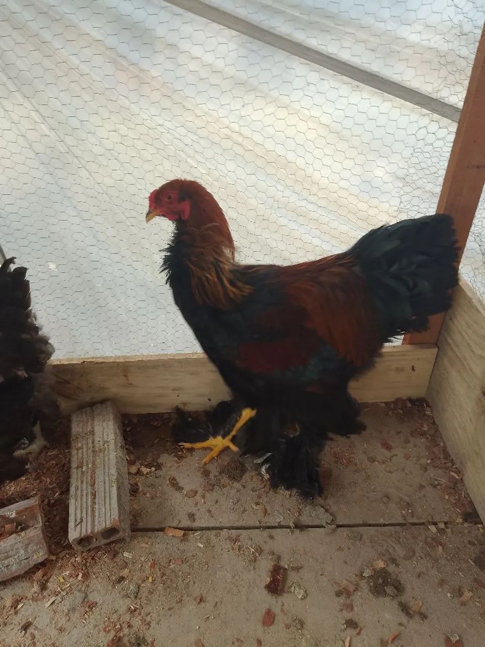 VENDE SE FRANGO.BRAMHA PERDIZ - Foto 2