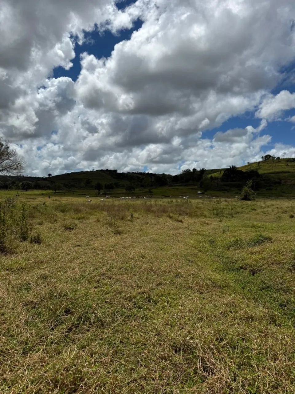 Sítio para Venda em Flexeiras, Zona Rural - Foto 4