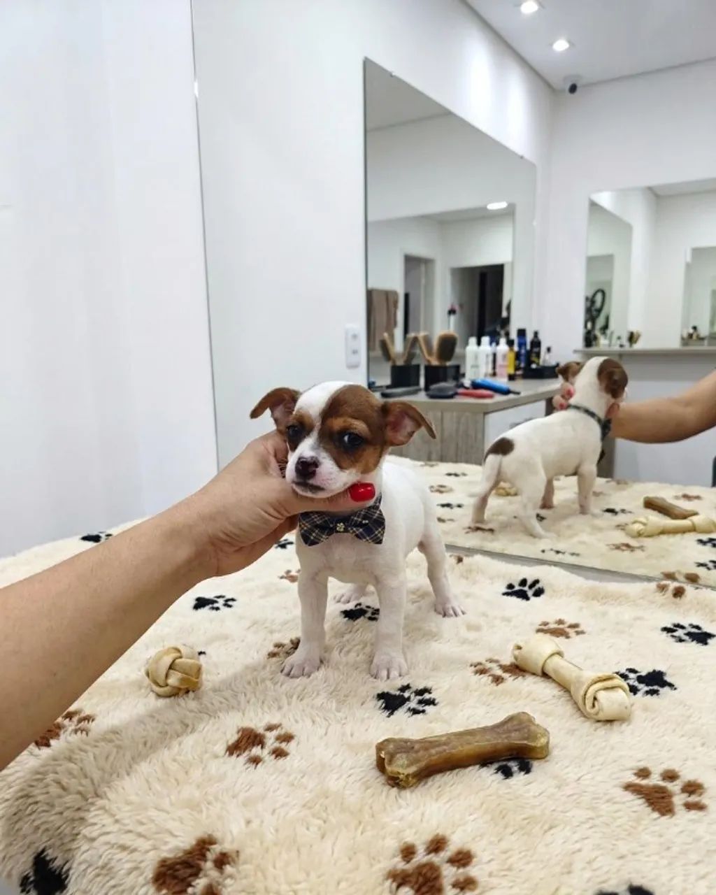 Pinscher Mini Companheiro