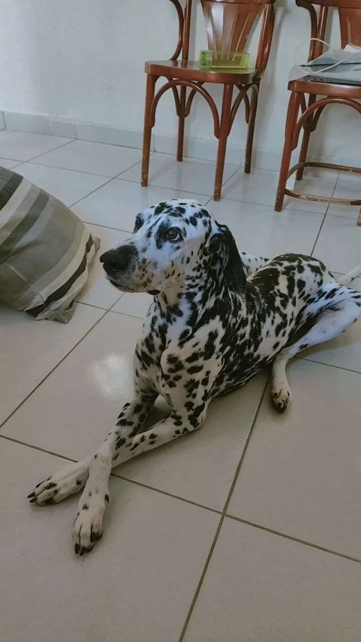 Dálmata para doação 