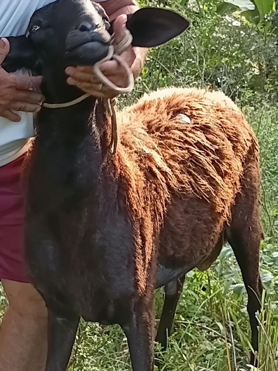 Carneiro  - Foto 4