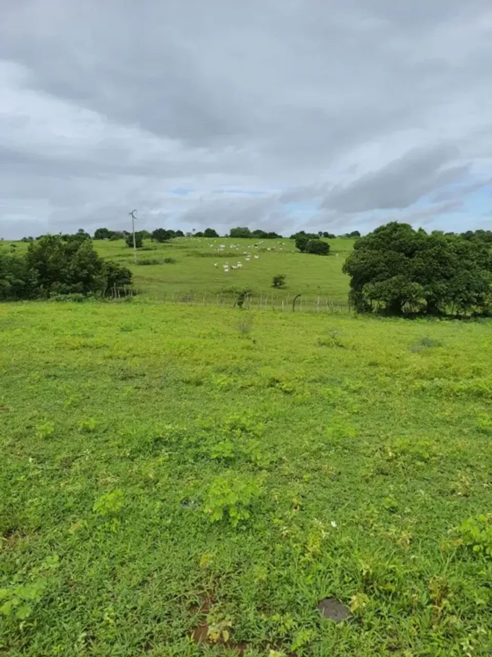 Fazenda com 30 hectares na região de Monte Alegre - Foto 2