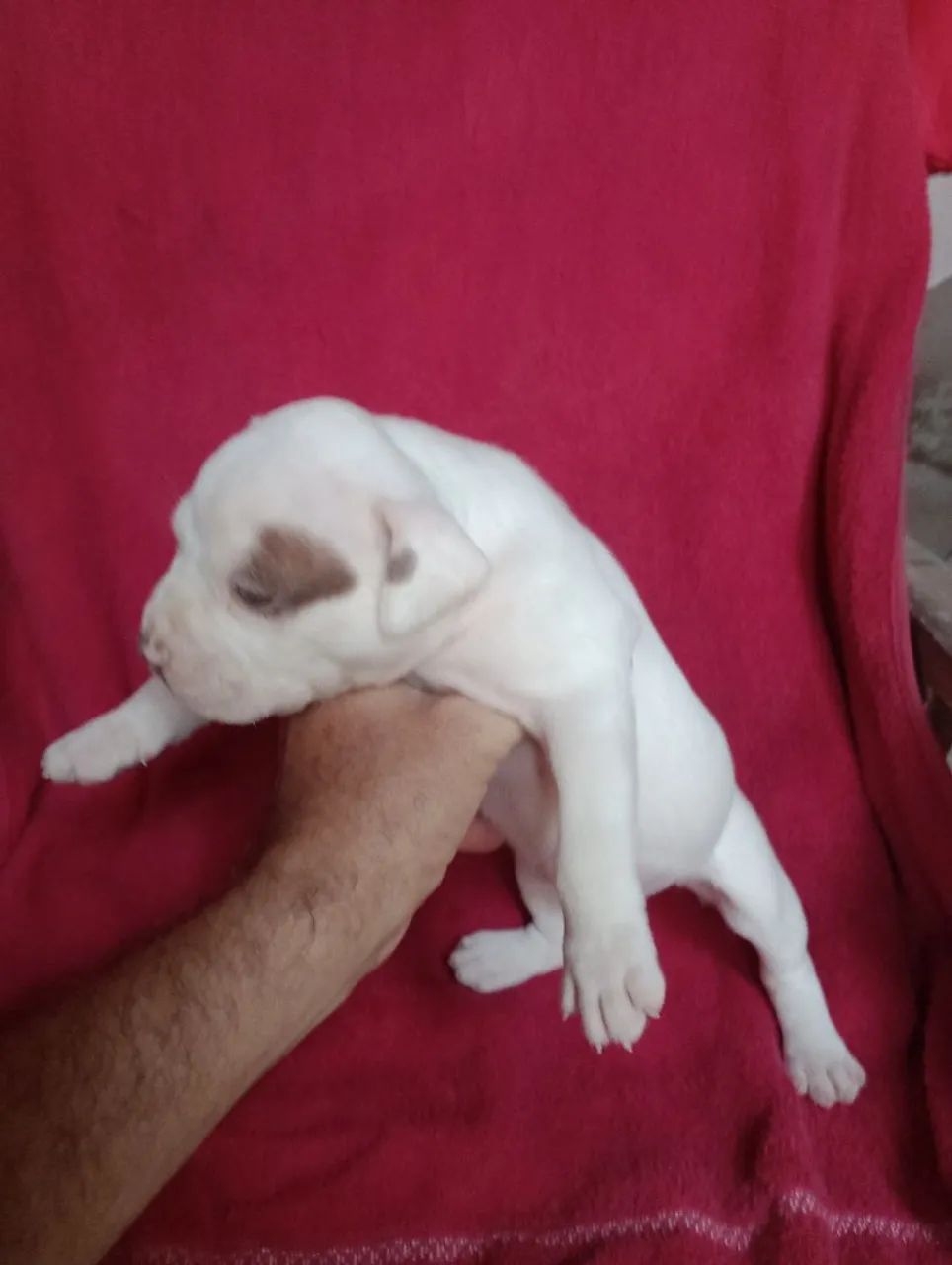 Pit Bull Américan Bully stand fêmeas  - Foto 4