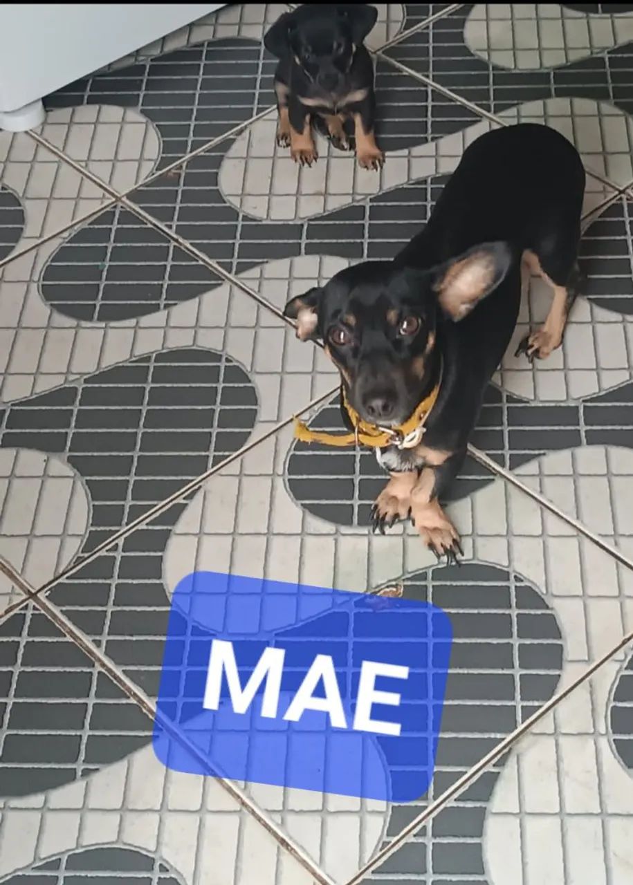 2 filhotes  - Foto 4