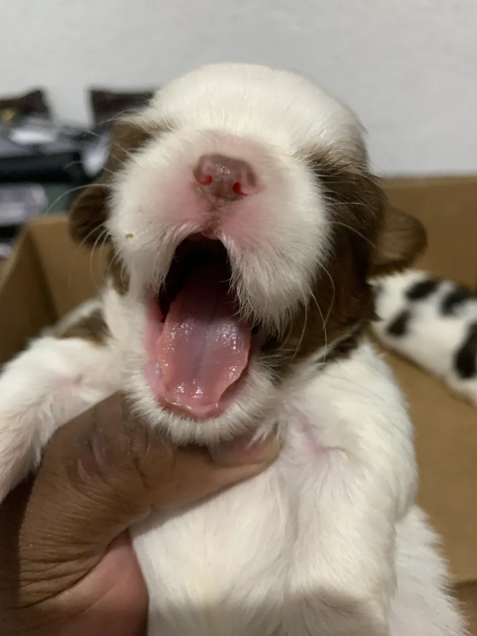 Filhotes Machos de Shih Tzu