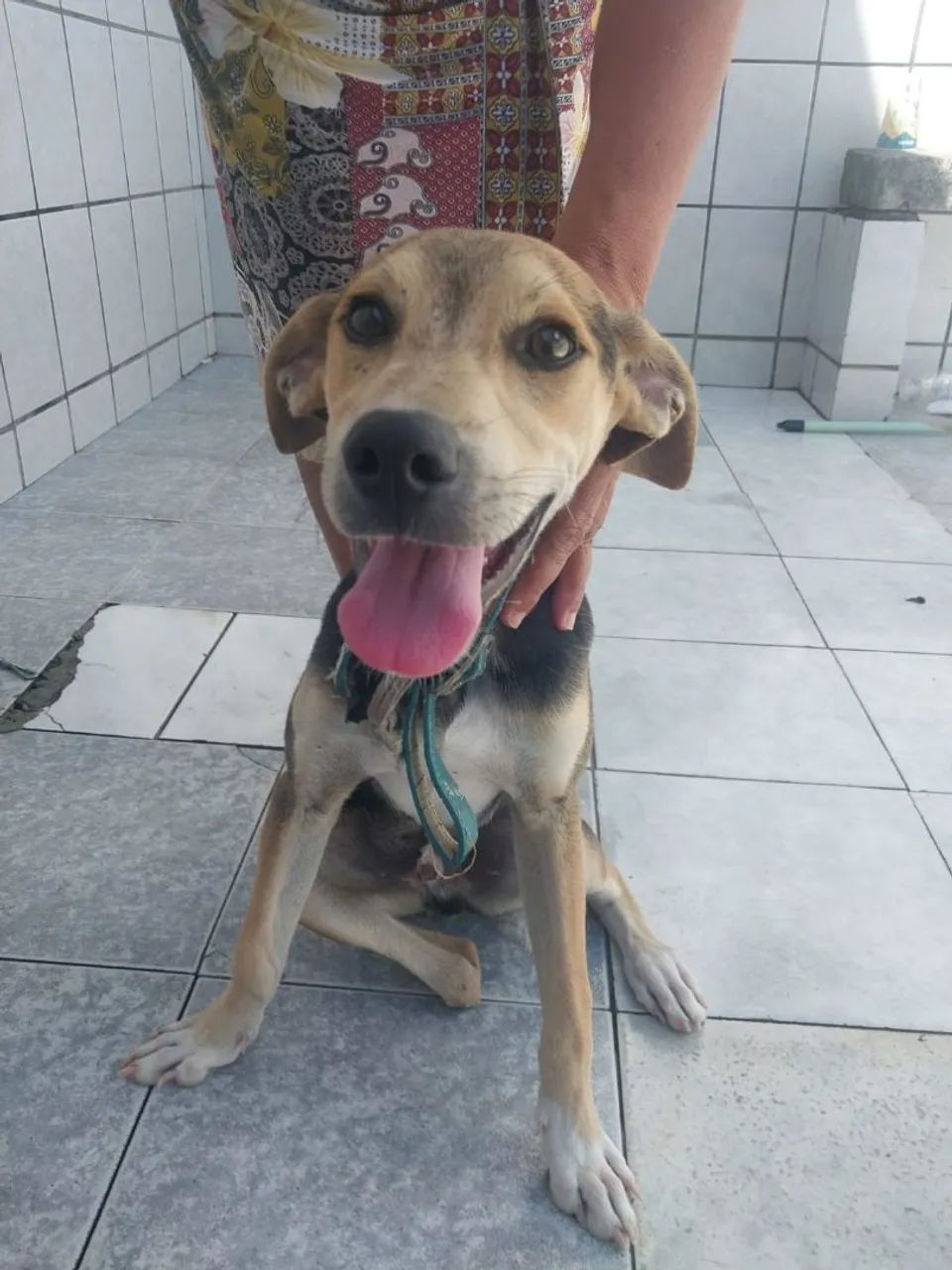 Cachorro p/ adoção 