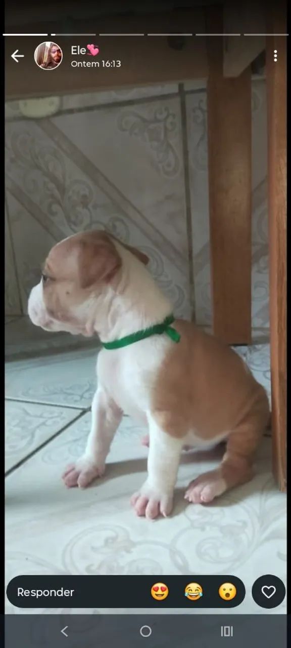 Filhote de PIT Bull APBT