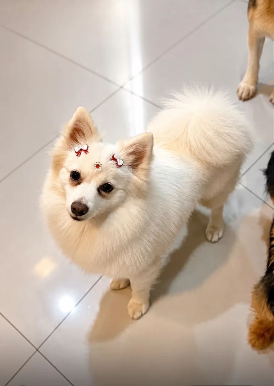 SPITZ ALEMÃO  - Foto 4