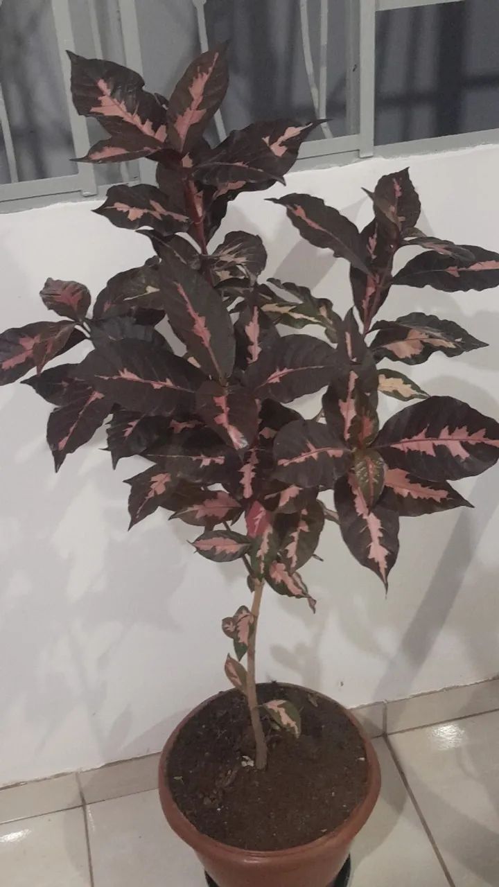 PLANTA CARICATA (Graptophyllum pictum)