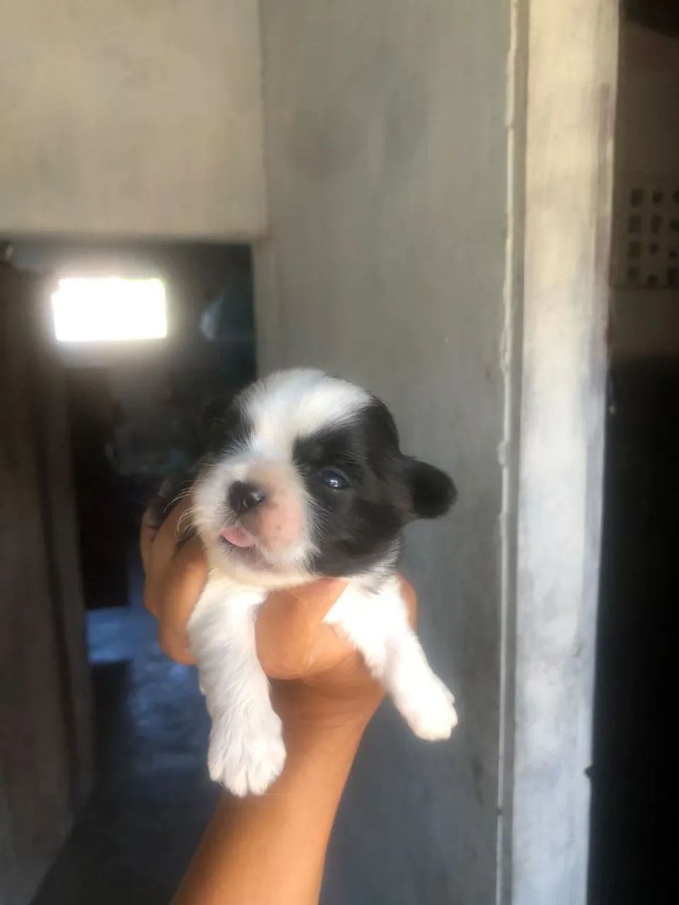 shihtzu 