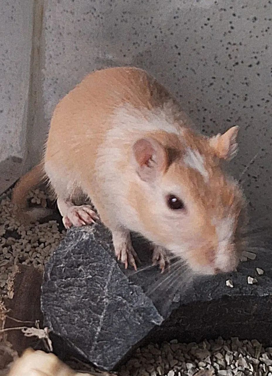 Casal de esquilo da Mongólia, gerbil!