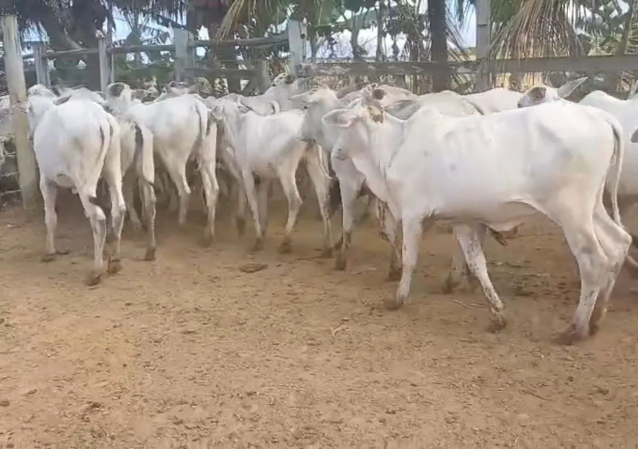 BEZERRAS Nelore e Tabapuã - Foto 2