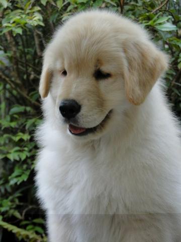 Golden Retriever - belíssimos filhotes Canil Tajj Mahall. Faça a sua reserva !!! - Foto 2