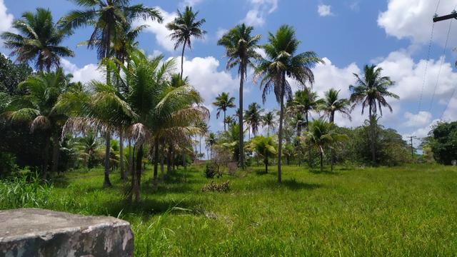 Vende-se excelente sitio em Igarassu, bem localizado - Foto 2