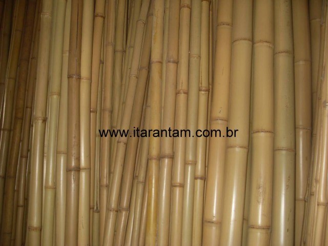 Bambu Cana da Índia - Foto 2
