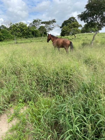 Vendo Fazendinha em São Gonçalo dos Campos 