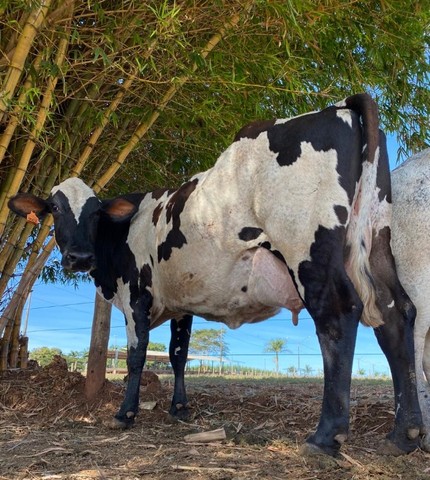 vacas leiteiras  - Foto 4