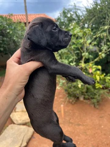 Pitbull mestiço *DOAÇÃO* - Foto 3