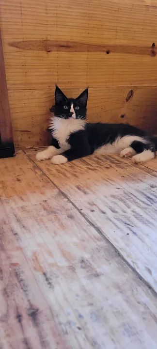 Maine coon...machos e femeas - Foto 4