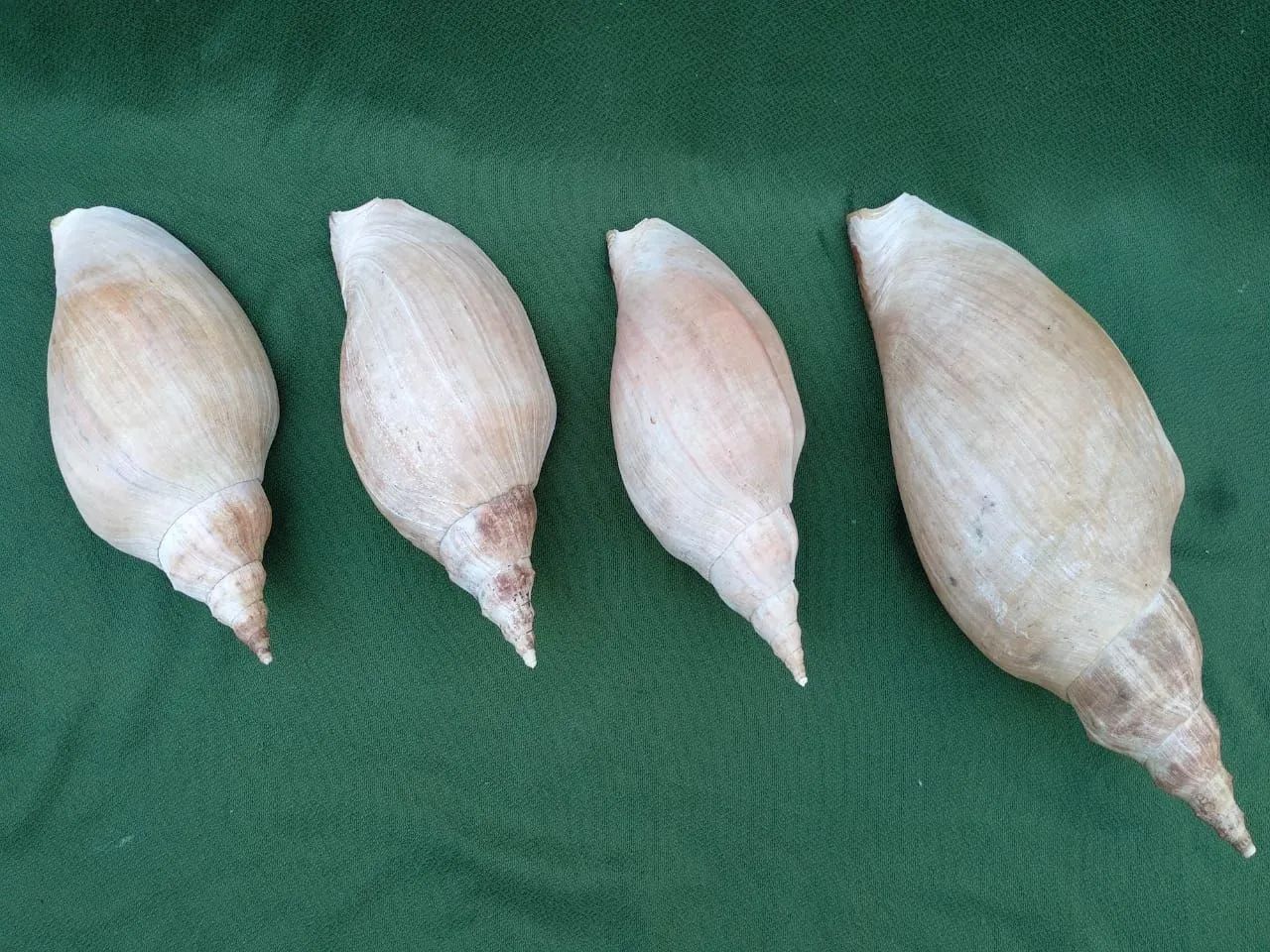 Quatro Conchas marinhas grandes - naturais e hidratadas  - Foto 3