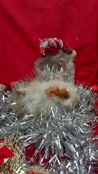 Porquinho da india  - Foto 2