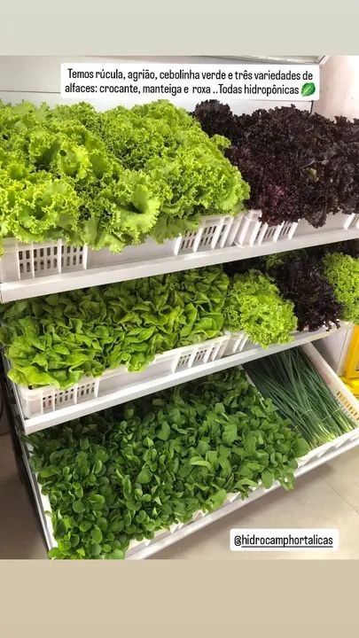 Alface Crespa - Fresca e Deliciosa - Foto 6