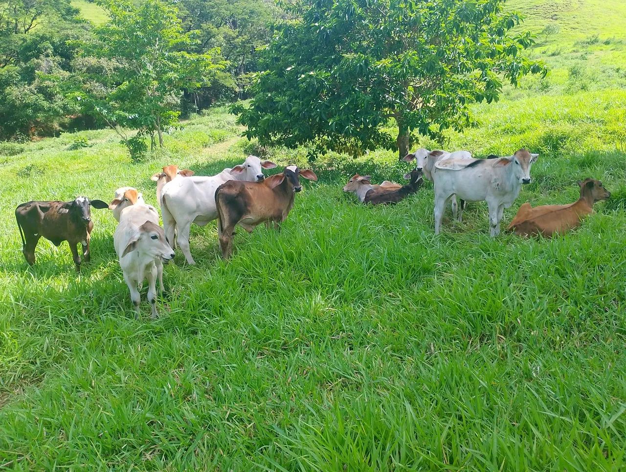Fazenda a venda  - Foto 3