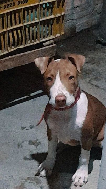 Filhote de Pitbull - Foto 2