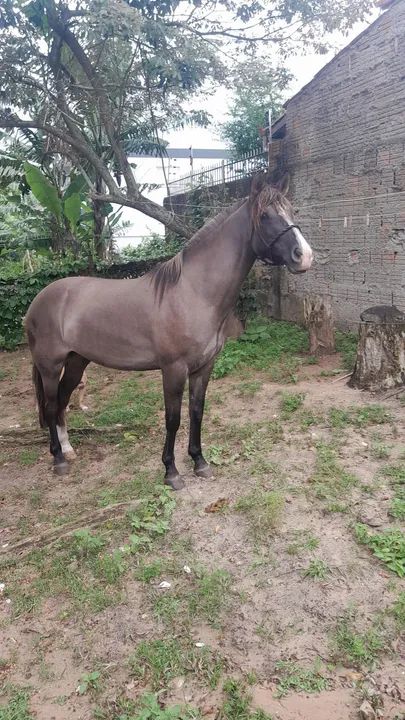 Linda Egua criola,  confirmada boa de laço