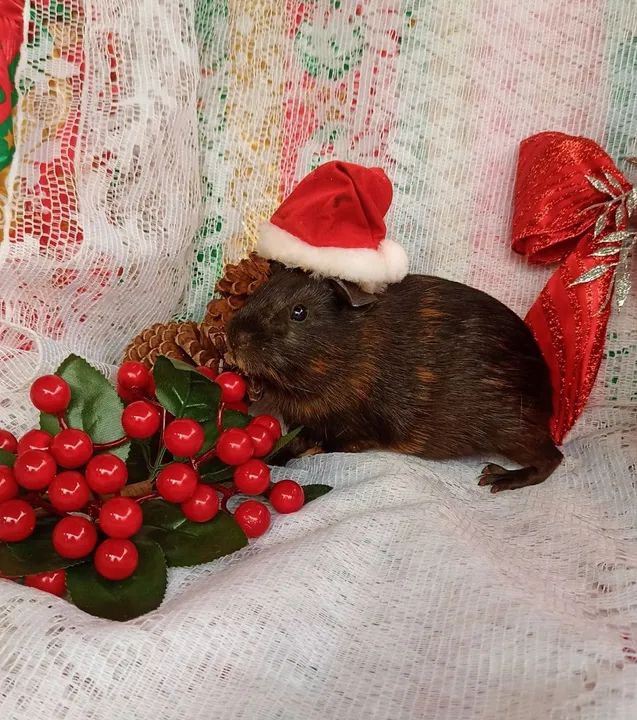 Porquinha da índia fêmea  - Foto 4