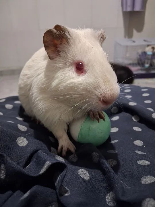 Casal de  porquinhos da índia fofinhos  - Foto 3